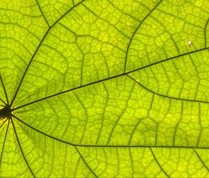 Preview wallpaper leaf, plant, background, macro