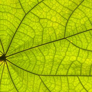 Preview wallpaper leaf, plant, background, macro