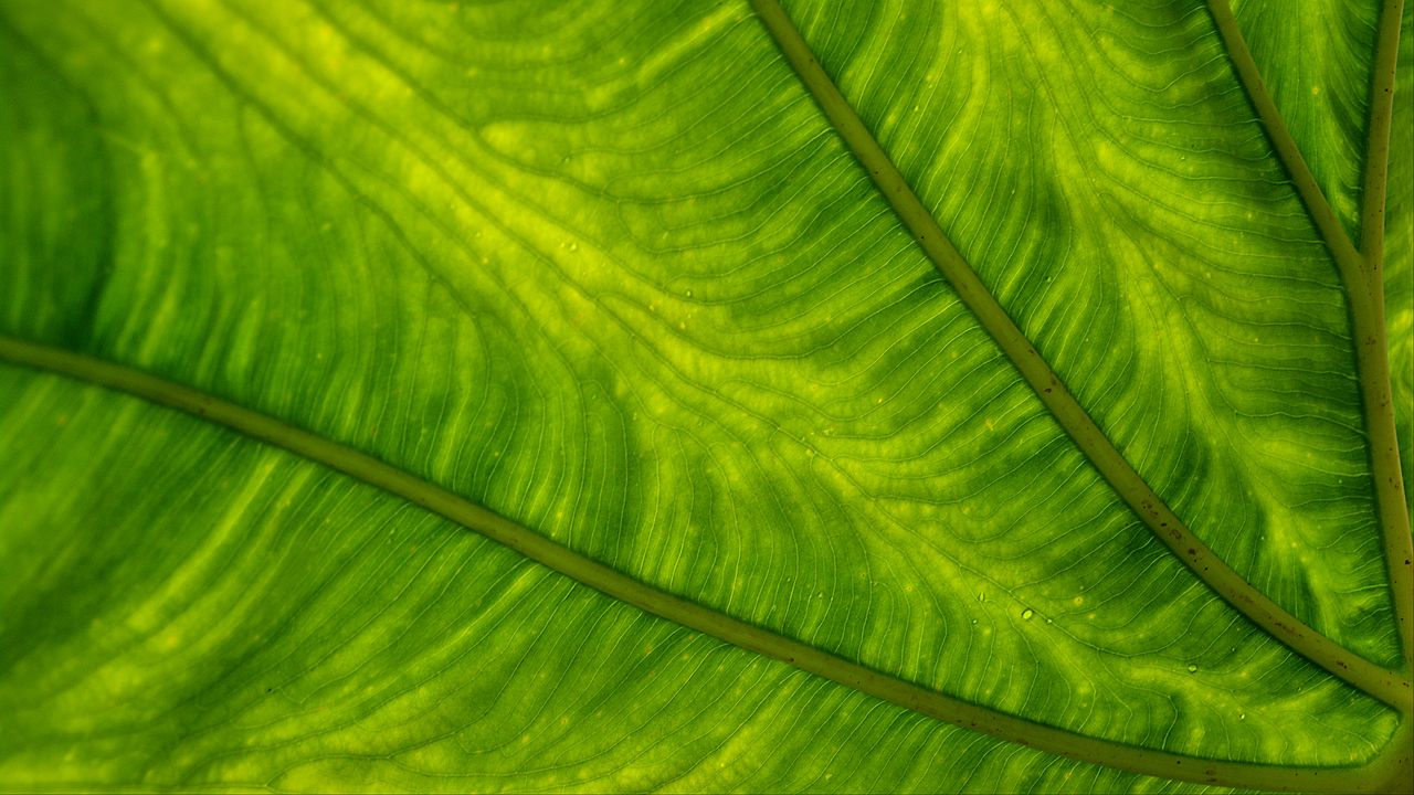 Wallpaper leaf, plant, background, color, macro