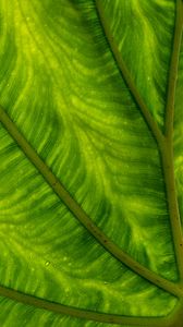 Preview wallpaper leaf, plant, background, color, macro