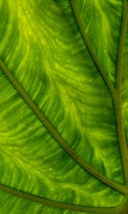 Preview wallpaper leaf, plant, background, color, macro