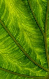 Preview wallpaper leaf, plant, background, color, macro