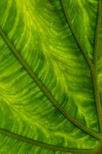 Preview wallpaper leaf, plant, background, color, macro