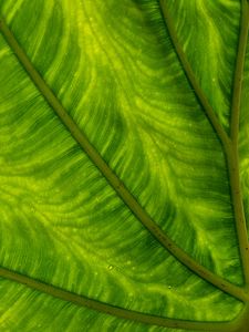Preview wallpaper leaf, plant, background, color, macro