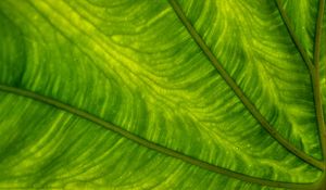 Preview wallpaper leaf, plant, background, color, macro