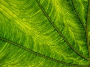 Preview wallpaper leaf, plant, background, color, macro