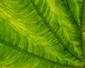 Preview wallpaper leaf, plant, background, color, macro