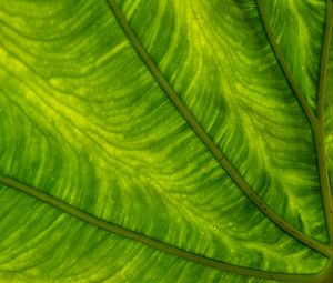 Preview wallpaper leaf, plant, background, color, macro