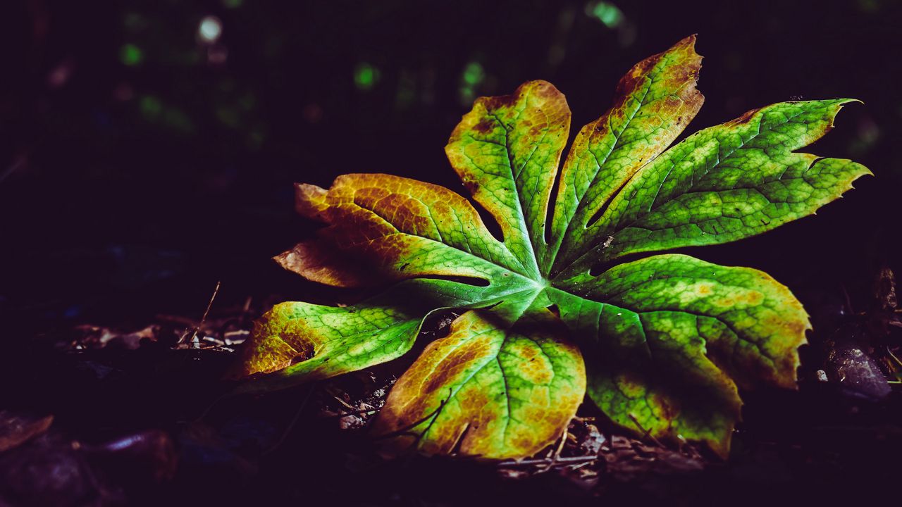 Wallpaper leaf, plant, carved, autumn, shadows, closeup