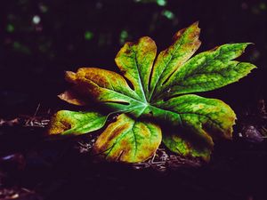 Preview wallpaper leaf, plant, carved, autumn, shadows, closeup