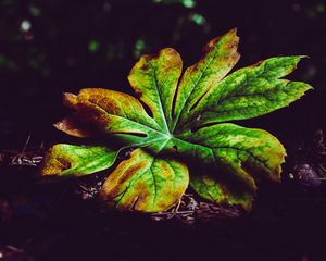 Preview wallpaper leaf, plant, carved, autumn, shadows, closeup