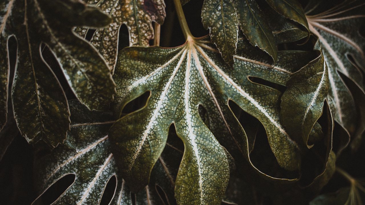Wallpaper leaf, plant, carved, green, macro, closeup
