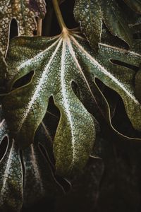 Preview wallpaper leaf, plant, carved, green, macro, closeup