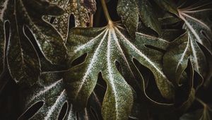 Preview wallpaper leaf, plant, carved, green, macro, closeup