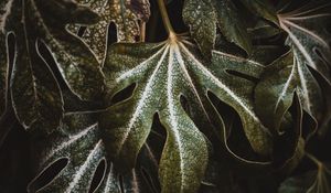 Preview wallpaper leaf, plant, carved, green, macro, closeup