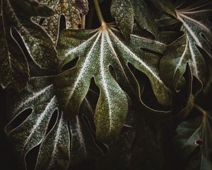 Preview wallpaper leaf, plant, carved, green, macro, closeup