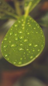 Preview wallpaper leaf, plant, drops, macro, blurring