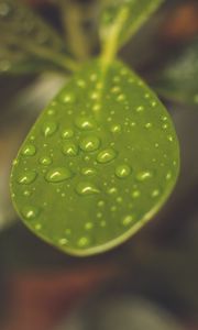 Preview wallpaper leaf, plant, drops, macro, blurring