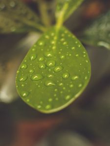 Preview wallpaper leaf, plant, drops, macro, blurring