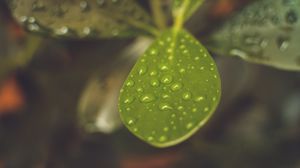 Preview wallpaper leaf, plant, drops, macro, blurring