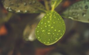 Preview wallpaper leaf, plant, drops, macro, blurring