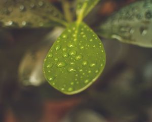 Preview wallpaper leaf, plant, drops, macro, blurring