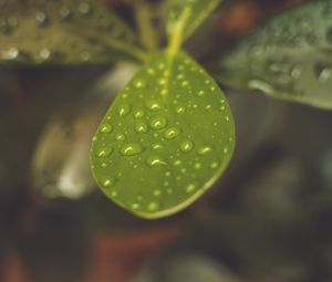 Preview wallpaper leaf, plant, drops, macro, blurring