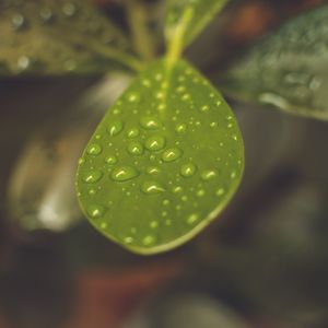 Preview wallpaper leaf, plant, drops, macro, blurring