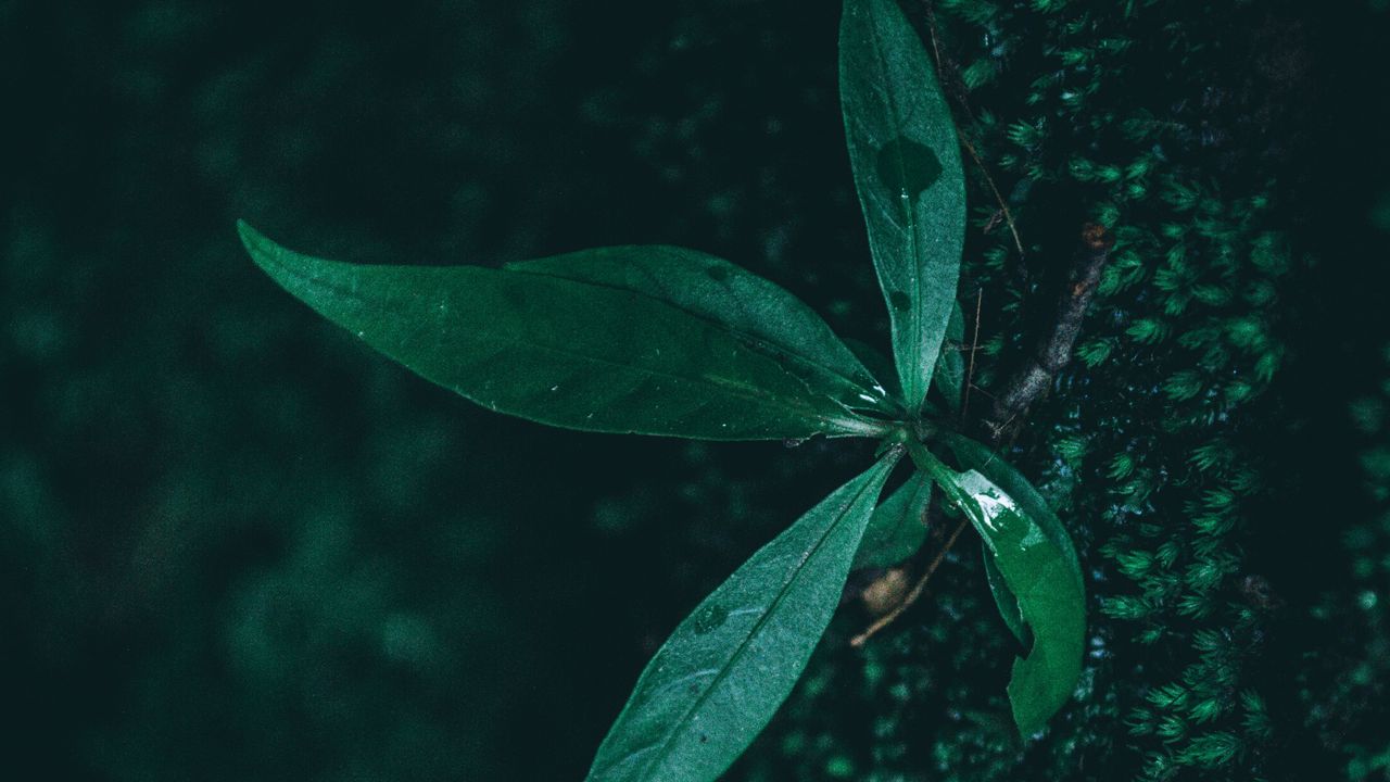 Wallpaper leaf, plant, drops, moisture, green, macro
