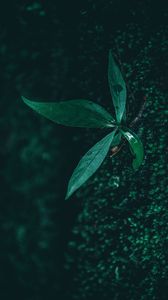Preview wallpaper leaf, plant, drops, moisture, green, macro