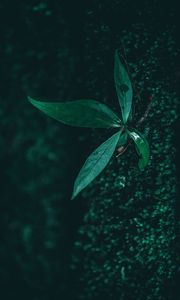 Preview wallpaper leaf, plant, drops, moisture, green, macro