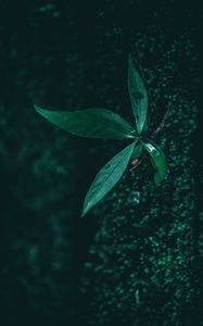 Preview wallpaper leaf, plant, drops, moisture, green, macro