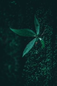 Preview wallpaper leaf, plant, drops, moisture, green, macro