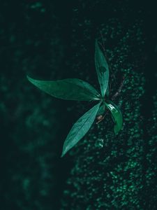 Preview wallpaper leaf, plant, drops, moisture, green, macro