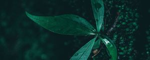 Preview wallpaper leaf, plant, drops, moisture, green, macro