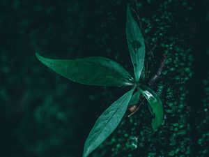 Preview wallpaper leaf, plant, drops, moisture, green, macro