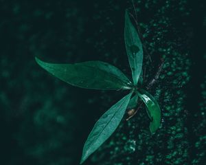 Preview wallpaper leaf, plant, drops, moisture, green, macro