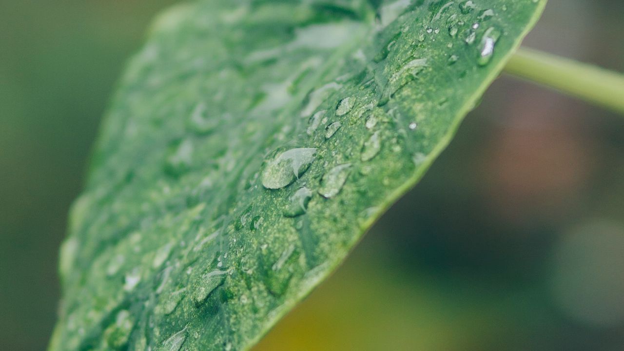 Wallpaper leaf, plant, drops, macro, green