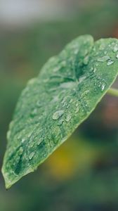 Preview wallpaper leaf, plant, drops, macro, green