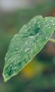 Preview wallpaper leaf, plant, drops, macro, green