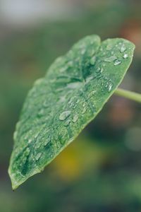 Preview wallpaper leaf, plant, drops, macro, green