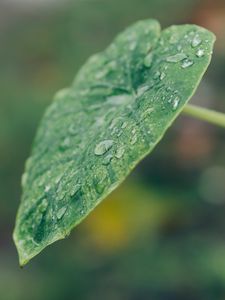 Preview wallpaper leaf, plant, drops, macro, green