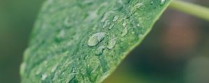 Preview wallpaper leaf, plant, drops, macro, green