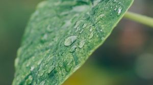 Preview wallpaper leaf, plant, drops, macro, green