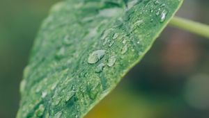 Preview wallpaper leaf, plant, drops, macro, green