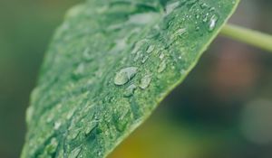 Preview wallpaper leaf, plant, drops, macro, green