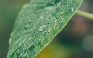 Preview wallpaper leaf, plant, drops, macro, green