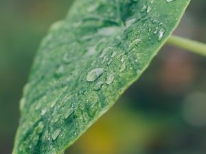 Preview wallpaper leaf, plant, drops, macro, green