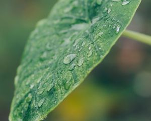 Preview wallpaper leaf, plant, drops, macro, green