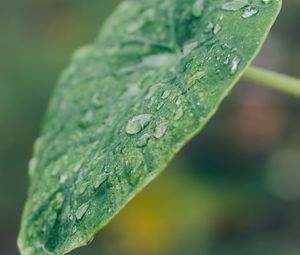 Preview wallpaper leaf, plant, drops, macro, green